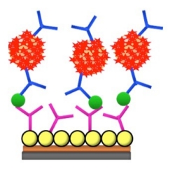 immunoarray