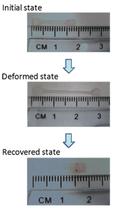 Shape memory behavior of an amphiphilic polymer with a triggering T of 25 to 40°C